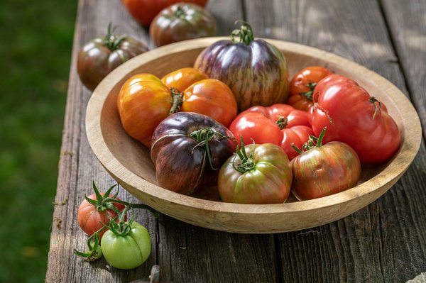 Acheter des graines de tomates reproductibles : la solution pour cultiver ses propres variétés